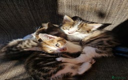 Mixed Breed cats for sale: Little baby kittens  - Image 5