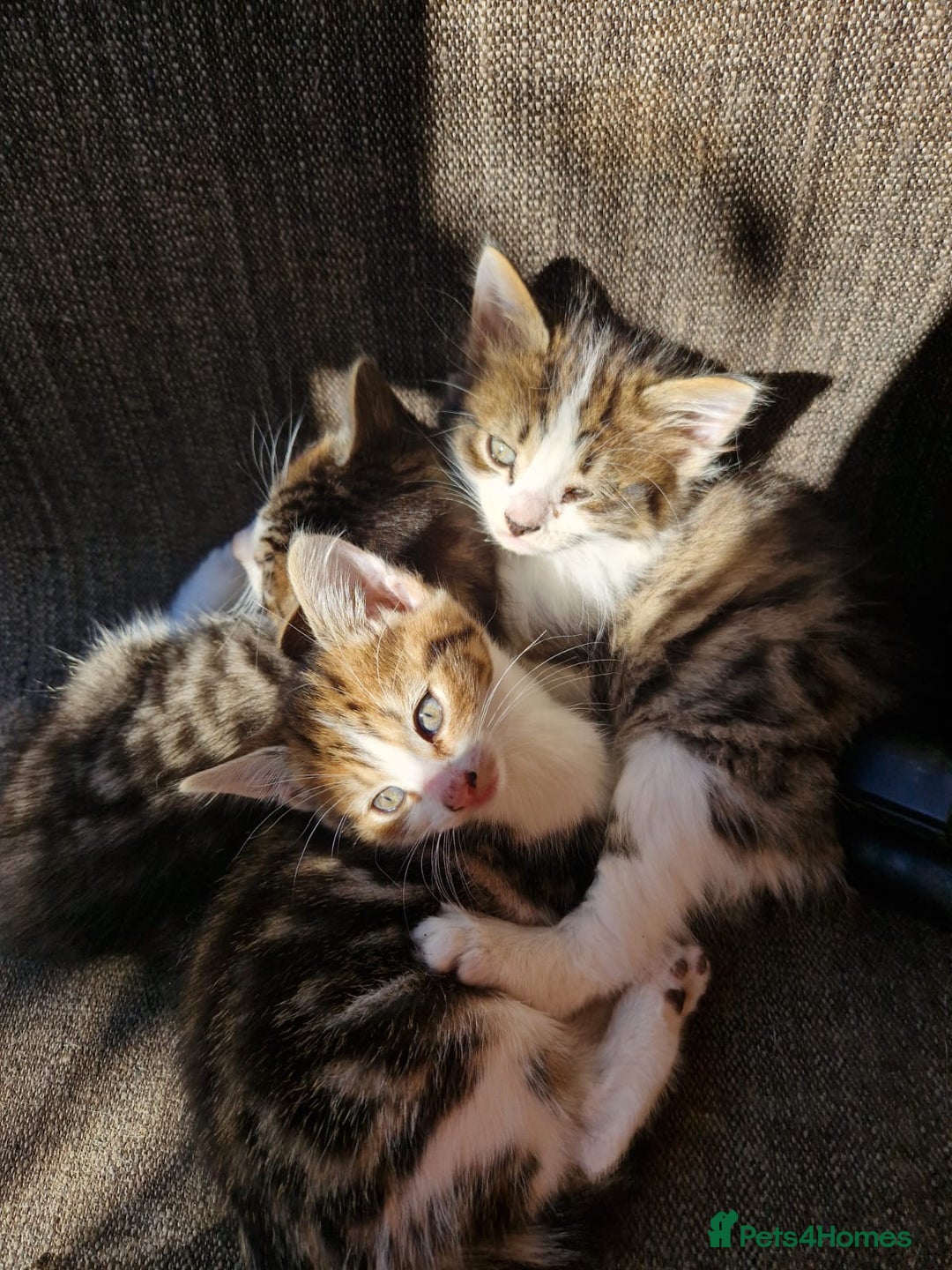 Mixed Breed cats for sale: Little baby kittens  - Image 5