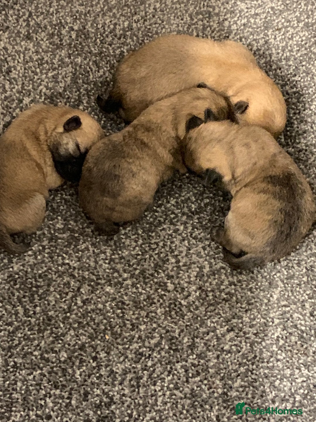 Cairn Terrier dogs for sale: Quality KC Reg Cairn Terrier puppies - Image 5