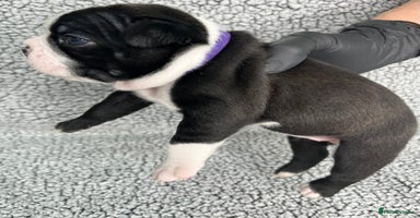 Boston Terrier dogs - Advert 5