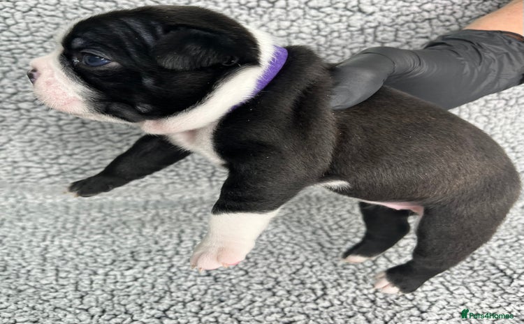 Boston Terrier dogs - Advert 2