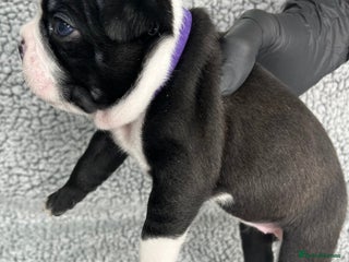 Boston Terrier dogs - Advert 14