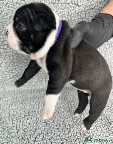 Boston Terrier dogs - Advert 2