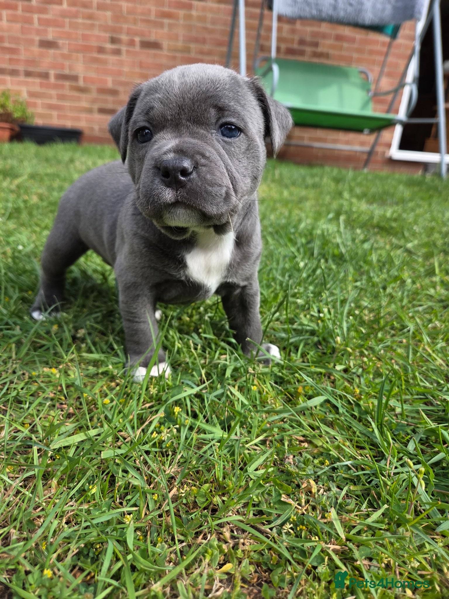 Staffordshire Bull Terrier dogs KC Registered Staffordshire Bull Terrier  - Advert 3
