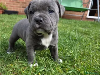 Staffordshire Bull Terrier dogs KC Registered Staffordshire Bull Terrier - Advert 3