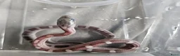 Corn Snake reptiles for sale: Corn snake babies for sale  in Milton Keynes - Advert 10