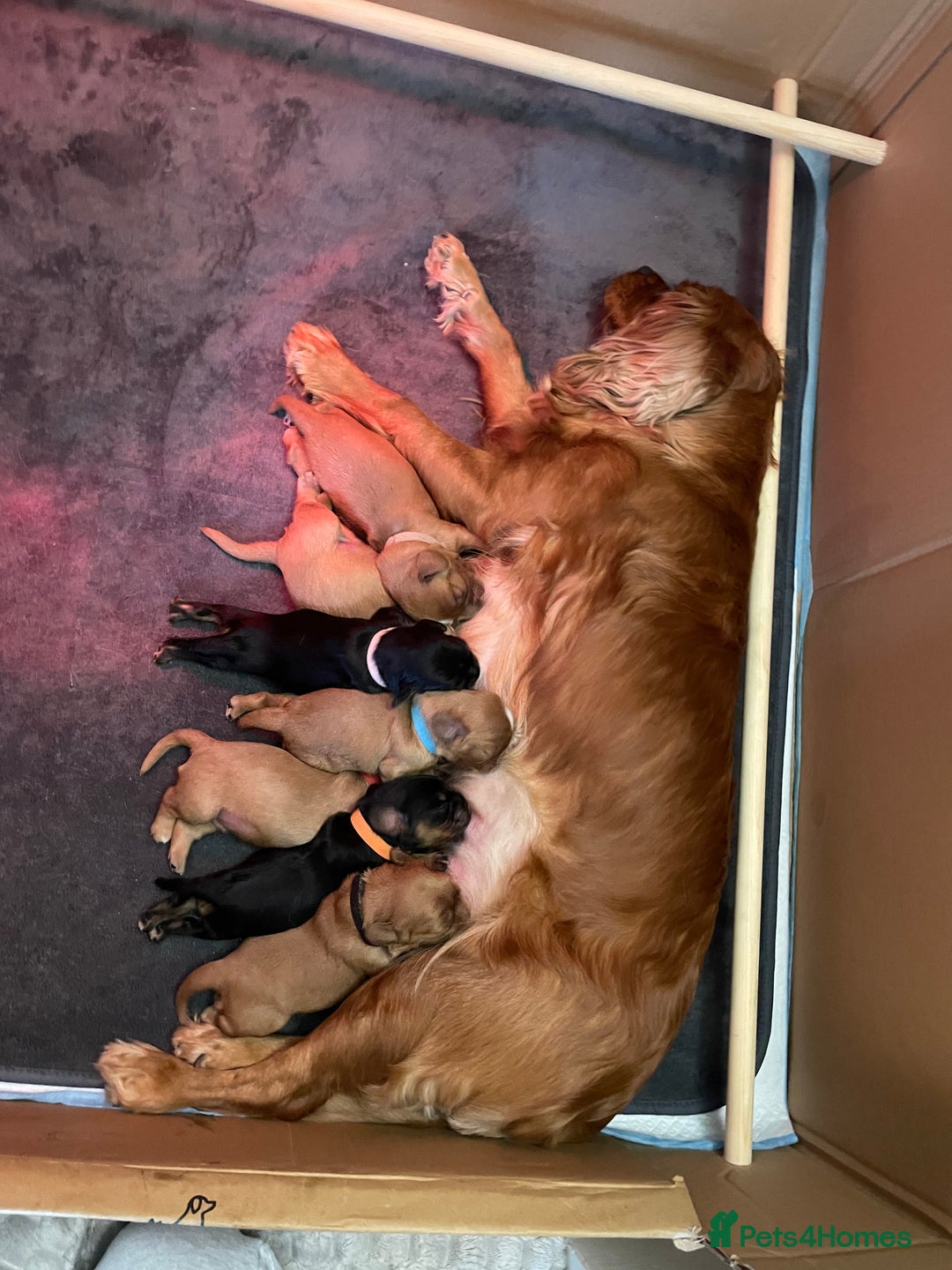 Cavalier King Charles Spaniel dogs for sale: Cavalier King Charles Spaniel Puppies - Image 1