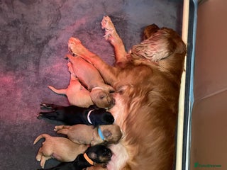 Cavalier King Charles Spaniel dogs - Advert 34