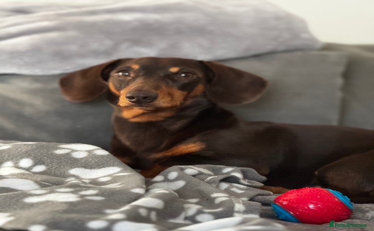 Miniature Dachshund dogs - Advert 5