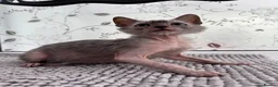 Lykoi cats for sale: Lykoi Kittens Ready Now  - Advert 3