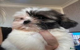 Shih Tzu dogs for sale: Shih tzu pups ready now - Image 2