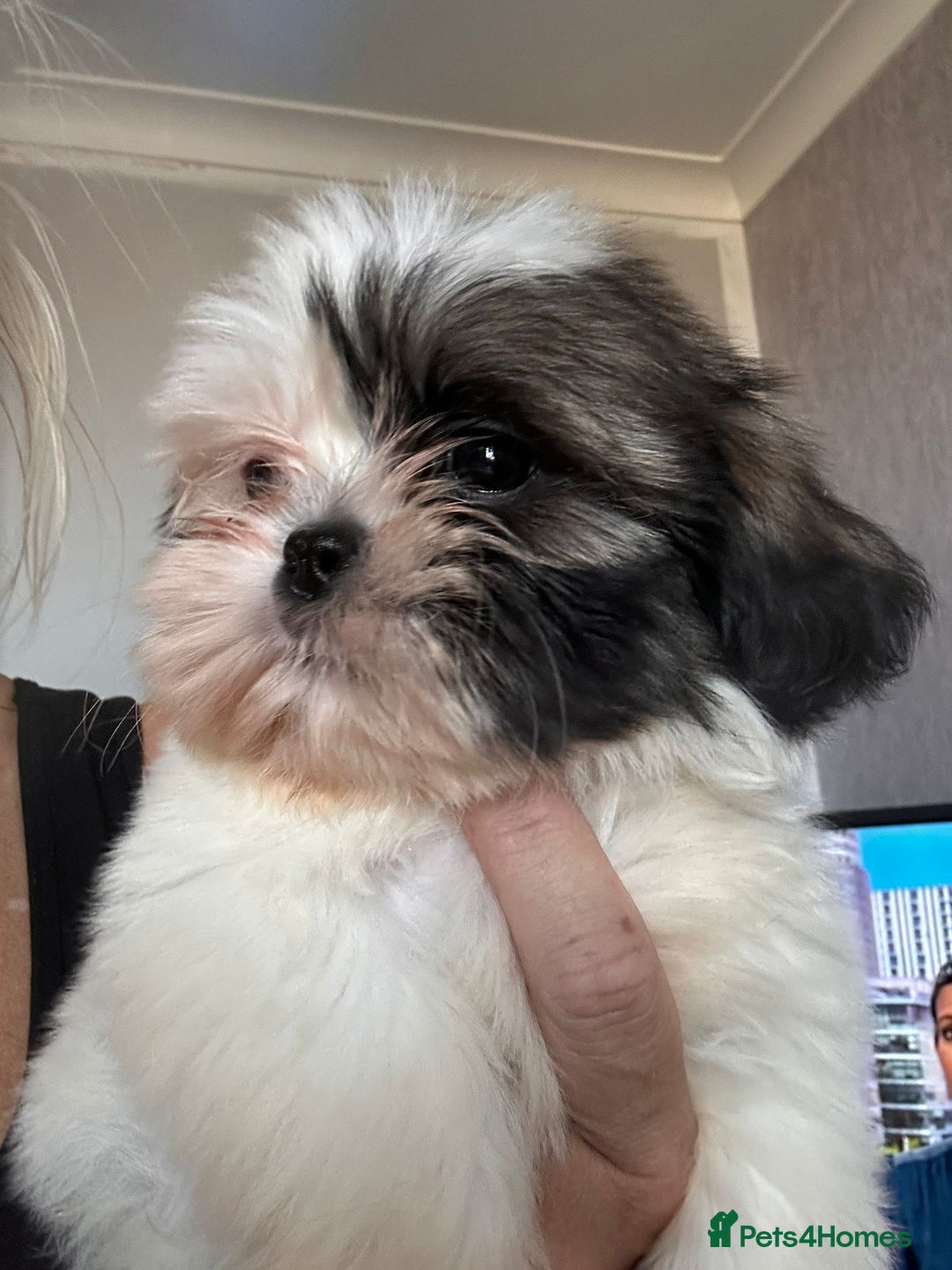 Shih Tzu dogs for sale: Shih tzu pups ready now - Image 2