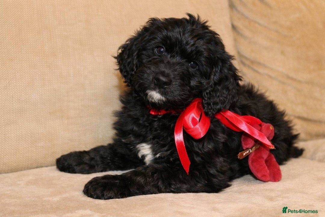 Goldendoodle dogs for sale: Absolutely Gorgeous Goldendoodle F1 Clean Parents - Advert 2