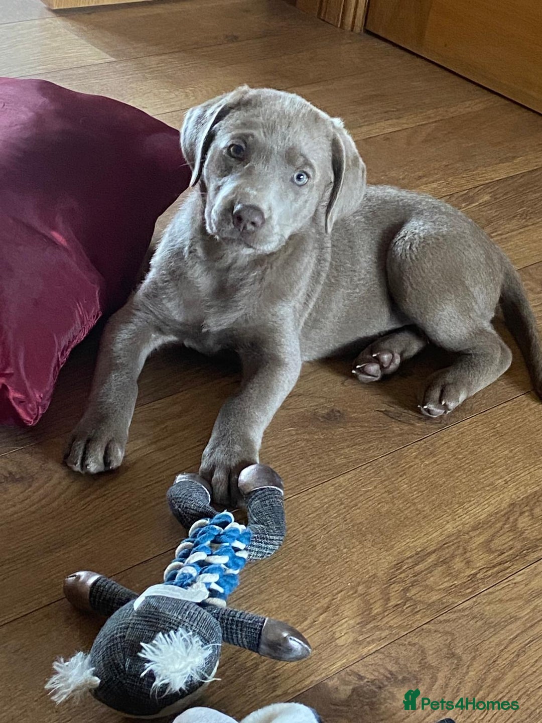 Labrador Retriever dogs for sale: Silver Labrador pups  - Advert 6