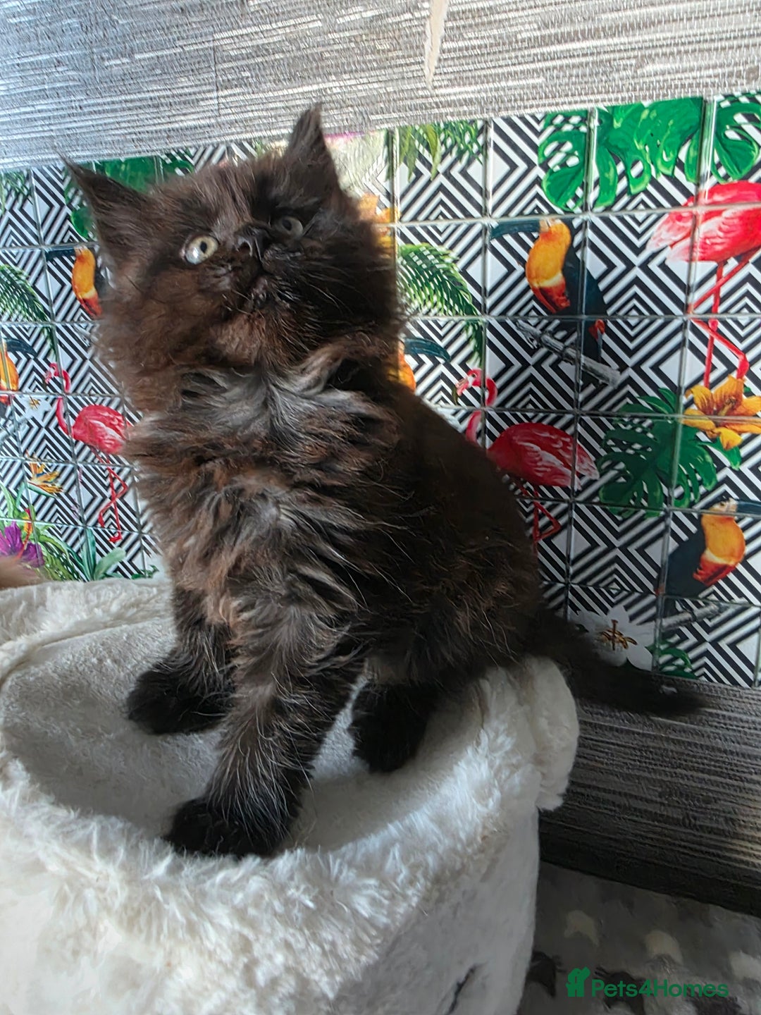 Maine Coon cats for sale: Beautiful  Meincoon  kitten - Advert 9