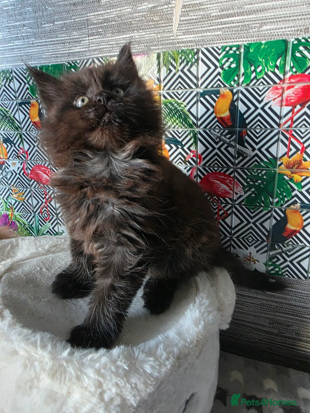Maine Coon cats for sale: Beautiful  Meincoon  kitten - Advert 9