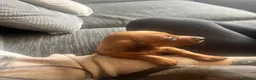 Dachshund dogs for sale: Dachshund puppies in Billericay - Advert 5