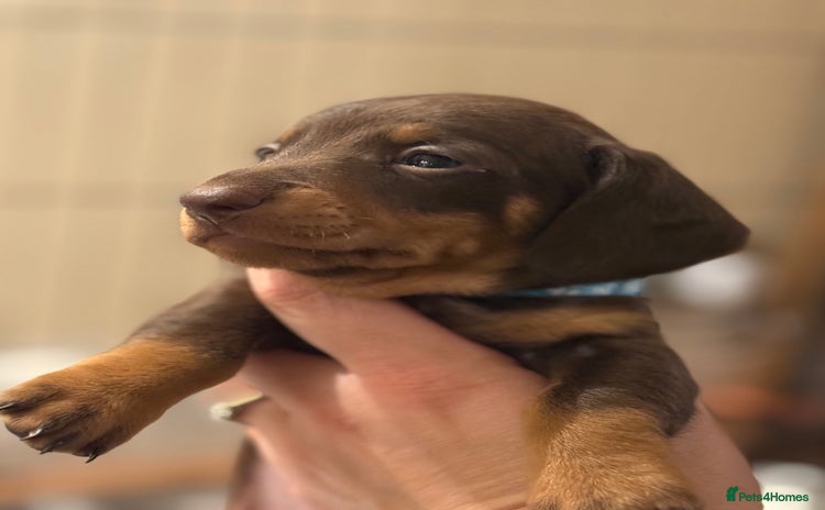 Miniature Dachshund dogs - Advert 3