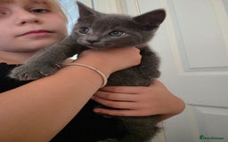 Russian Blue cats for sale: 7 Beautiful Russian blue X kittens  - Image 2
