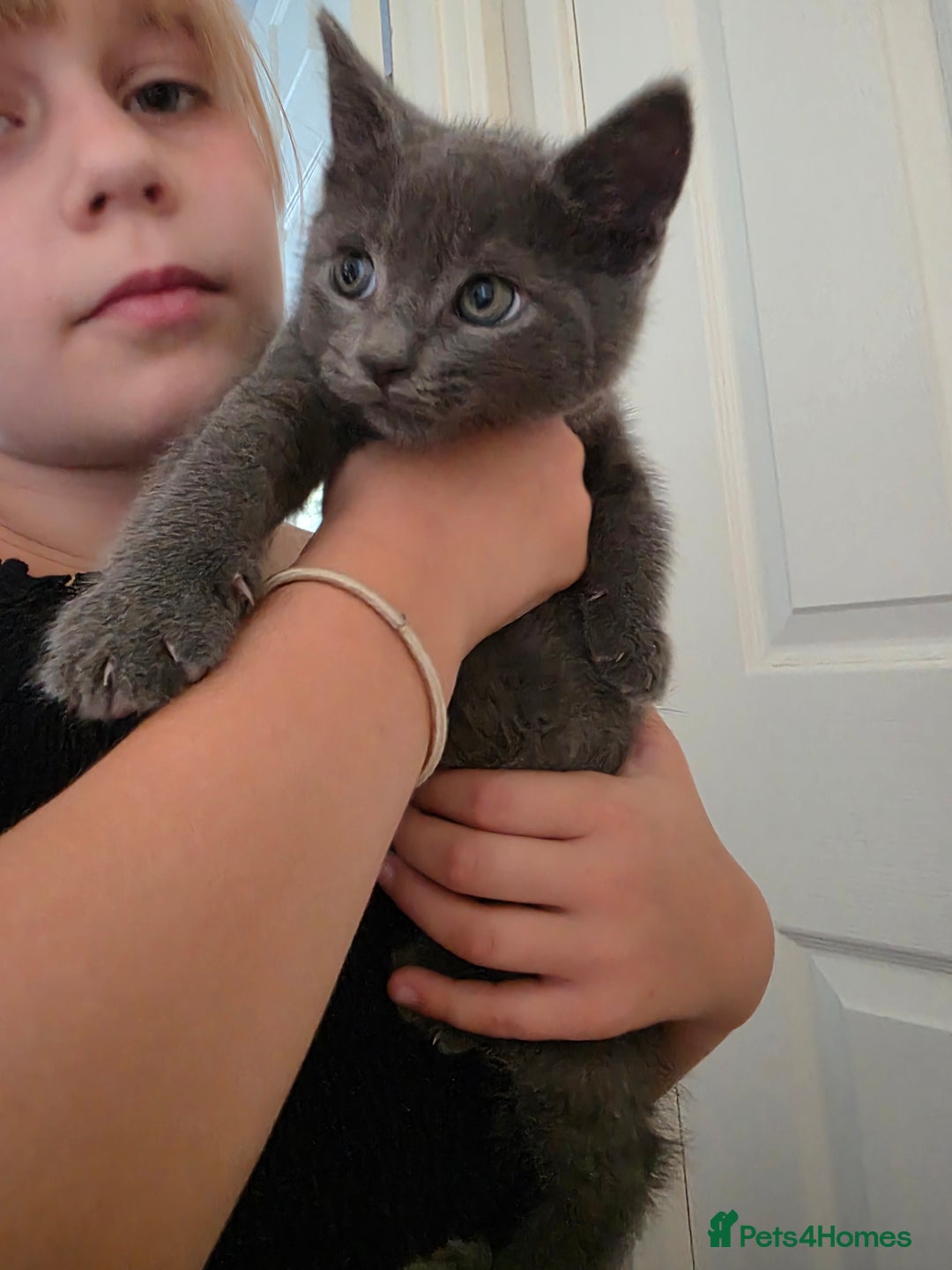 Russian Blue cats for sale: 7 Beautiful Russian blue X kittens  - Image 2