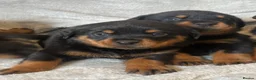 Rottweiler dogs for sale: Rottweiler Puppies 🏆 (IMP bloodline) - Advert 11