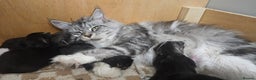 Maine Coon cats for sale: Registered maine coon babies - Advert 2