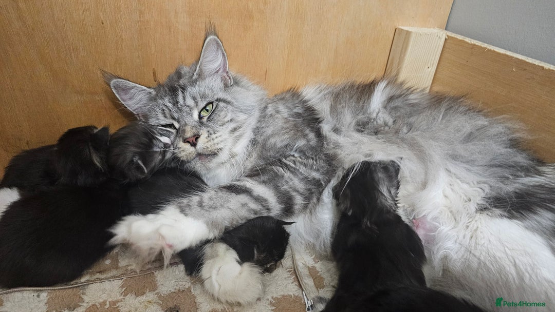 Maine Coon cats for sale: Registered maine coon babies - Advert 2