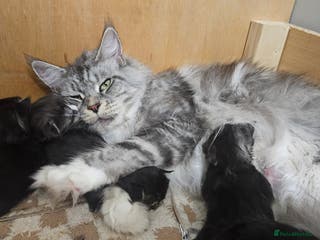 Maine Coon cats Registered maine coon babies - Advert 18