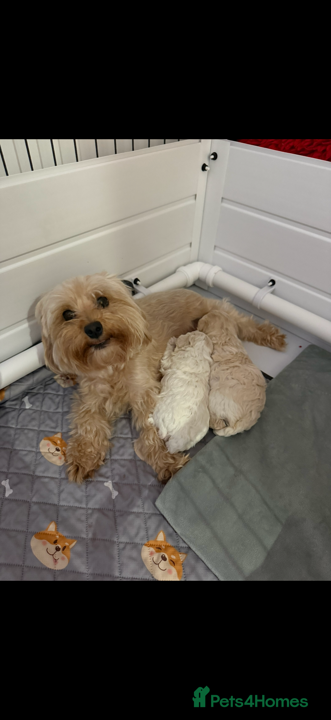 Maltipoo dogs for sale: Maltipoo puppies 🩷 - Image 5