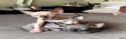 Sphynx cats for sale: Beautiful sphinx kittens  - Advert 14