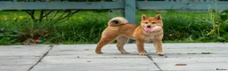 Japanese Shiba Inu dogs for sale: Pets home for stunning keeper girl  - Advert 6