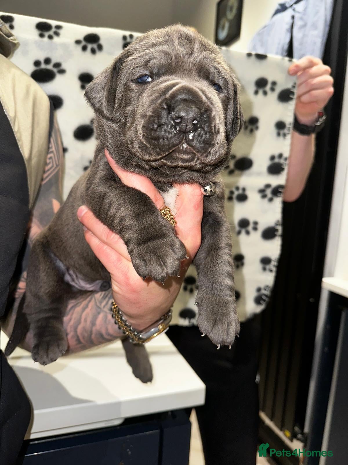 Cane Corso dogs for sale: Cane corso puppies  - Advert 9
