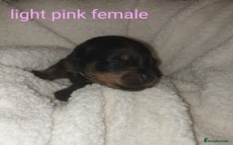Rottweiler dogs for sale: Chunky big boned rottweilers  - Image 16