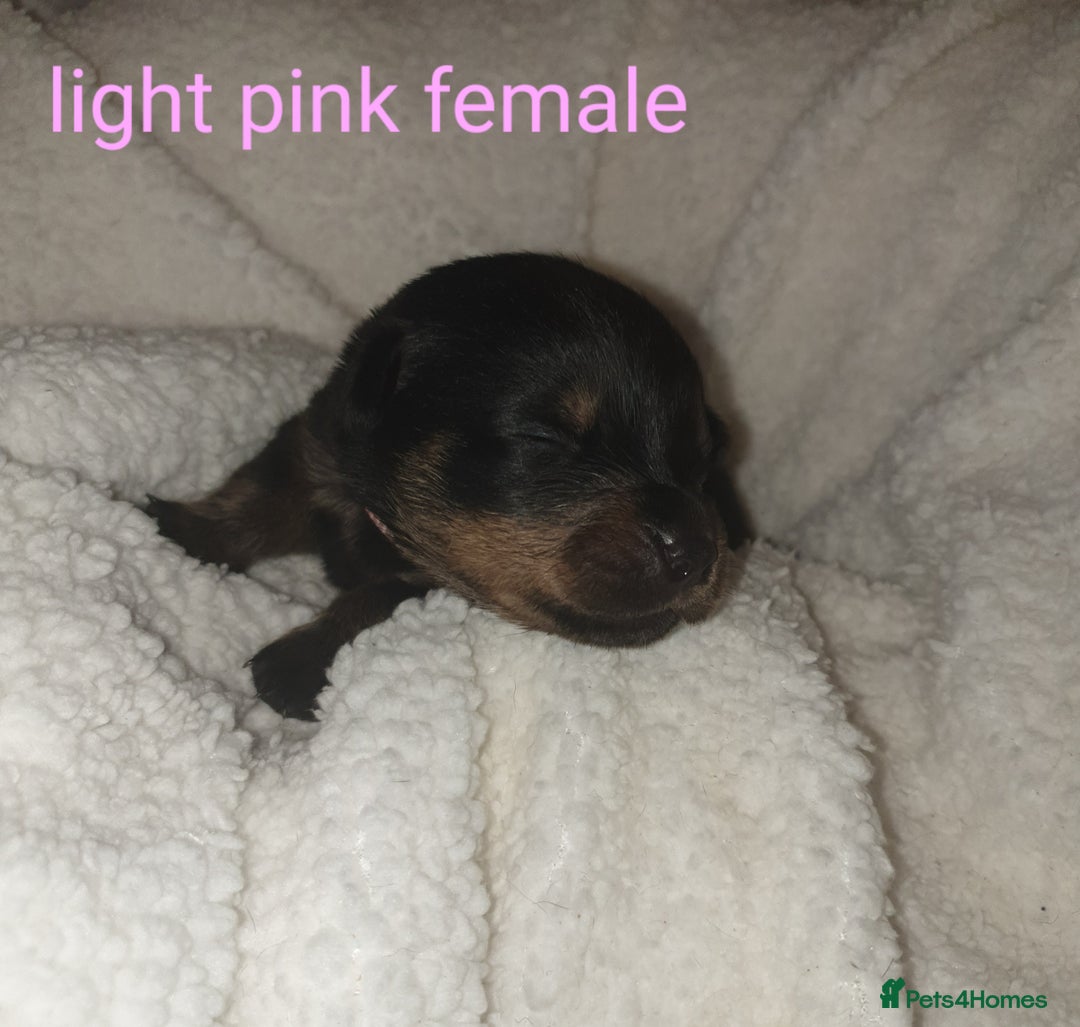 Rottweiler dogs for sale: Chunky big boned rottweilers  - Image 16