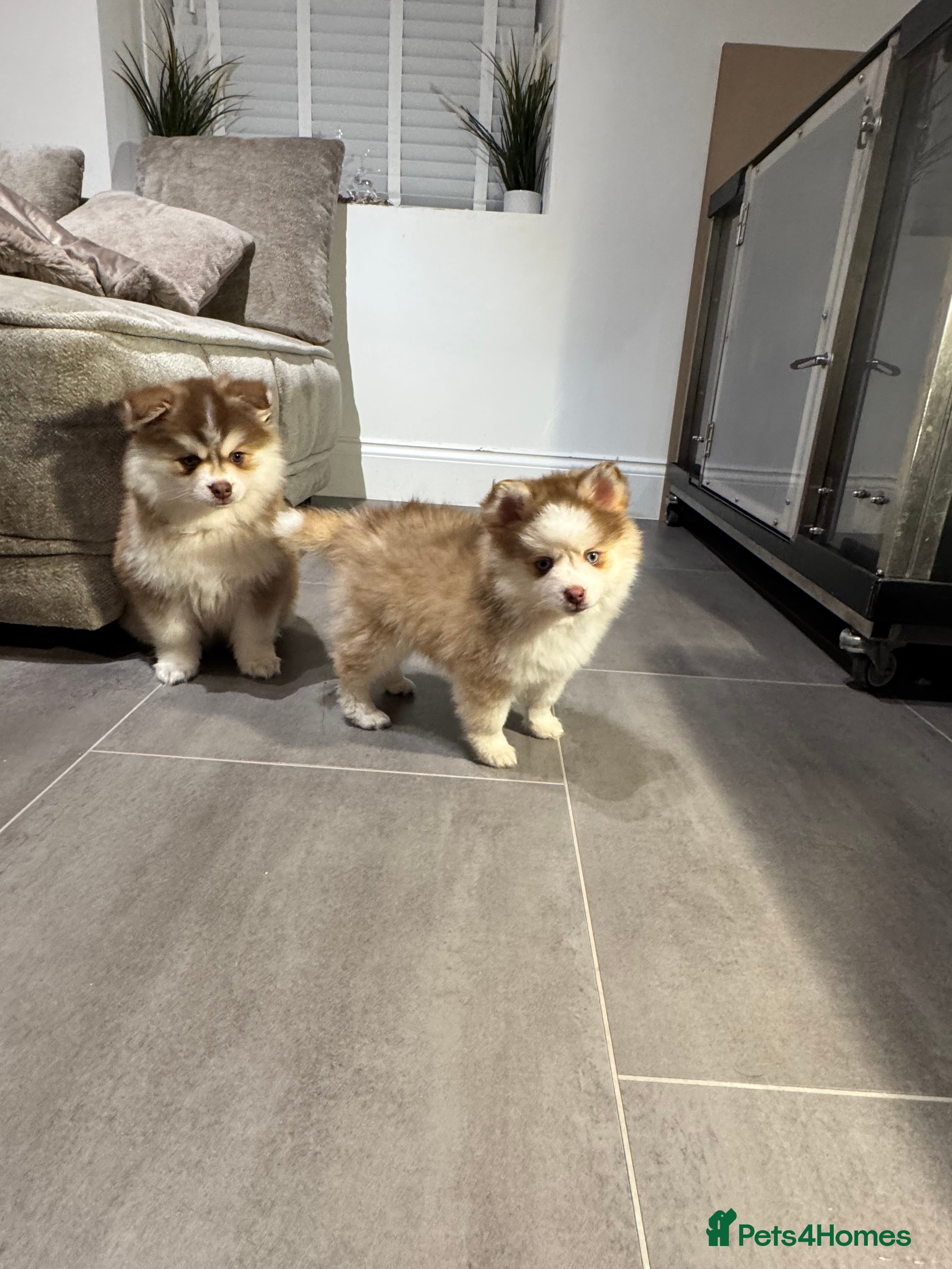 Pomsky dogs Lilac sired F2 masked Pomsky blue eyes  - Advert 1