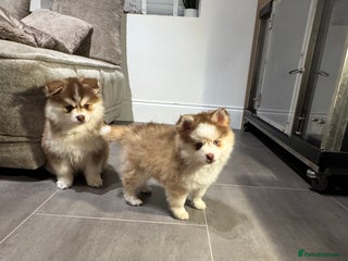 Pomsky dogs Lilac sired F2 masked Pomsky blue eyes - Advert 1
