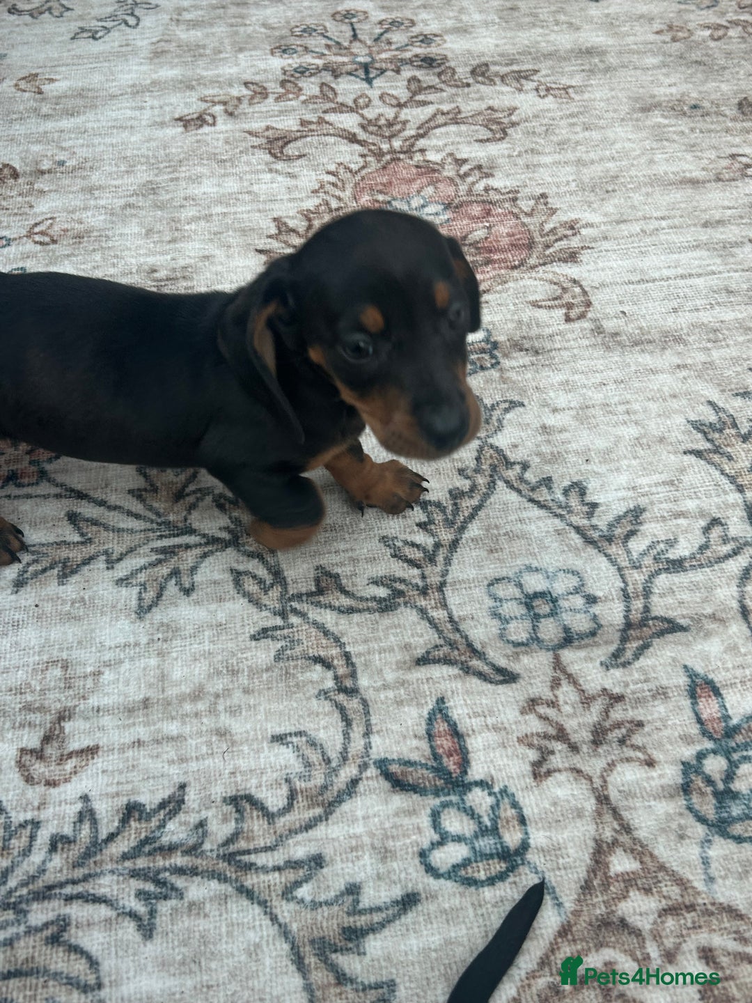 Miniature Dachshund dogs for sale: Miniature dachshund puppy’s  - Advert 15