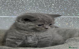 British Shorthair cats for sale: Stunning fluffy British short haired kittens  - Image 11