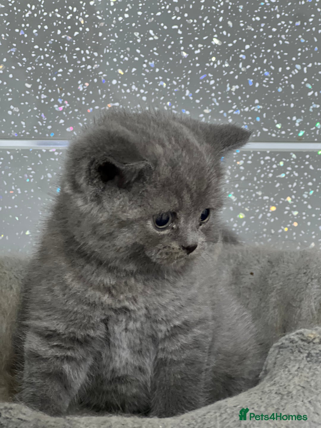 British Shorthair cats for sale: Stunning fluffy British short haired kittens  - Image 11