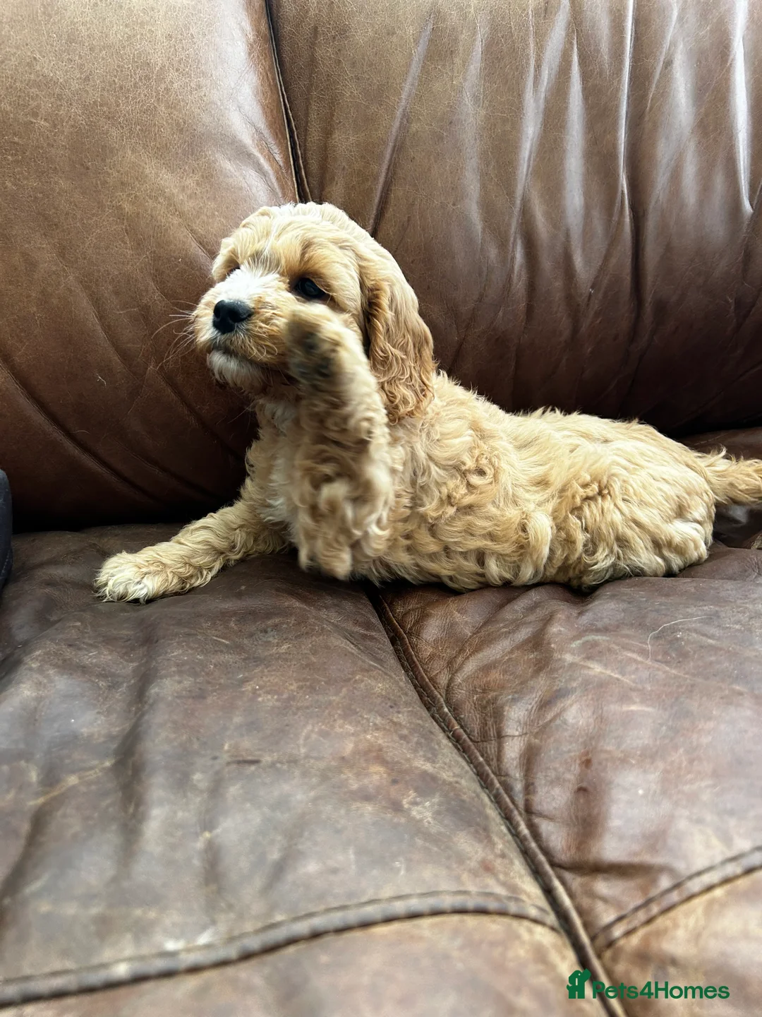 Cockapoo dogs for sale: READY TO GO 3 Golden Cockapoos  - Advert 22