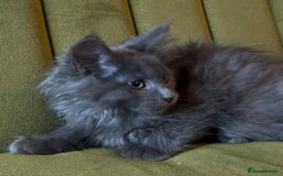Maine Coon cats for sale: Maine Coon girls READY NOW Russian sired  - Image 18