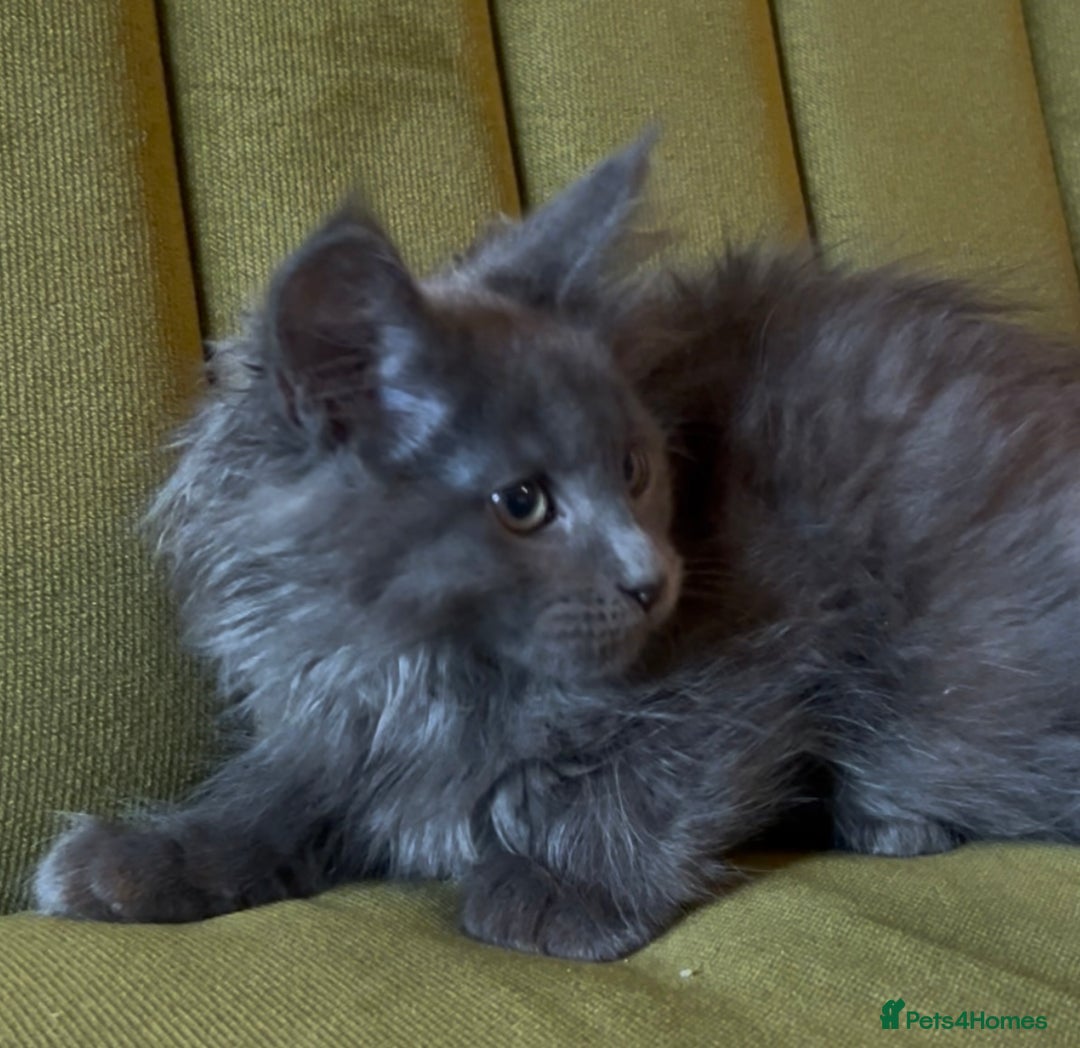 Maine Coon cats for sale: Maine Coon girls READY NOW Russian sired  - Image 18