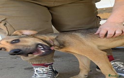 Mixed Breed dogs for adoption: Gandhi is looking for the best home for adoption - Image 7