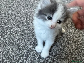 Abyssinian cats Cat for sale - Advert 1