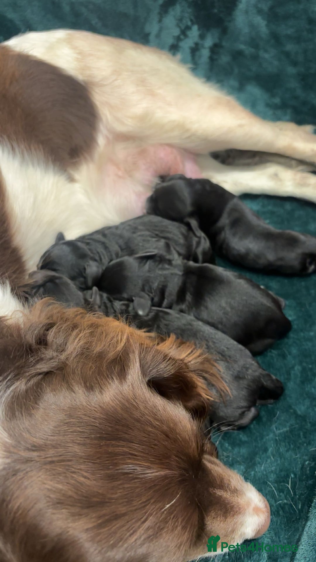 Sproodle dogs for sale: Sproodle puppies  - Advert 2