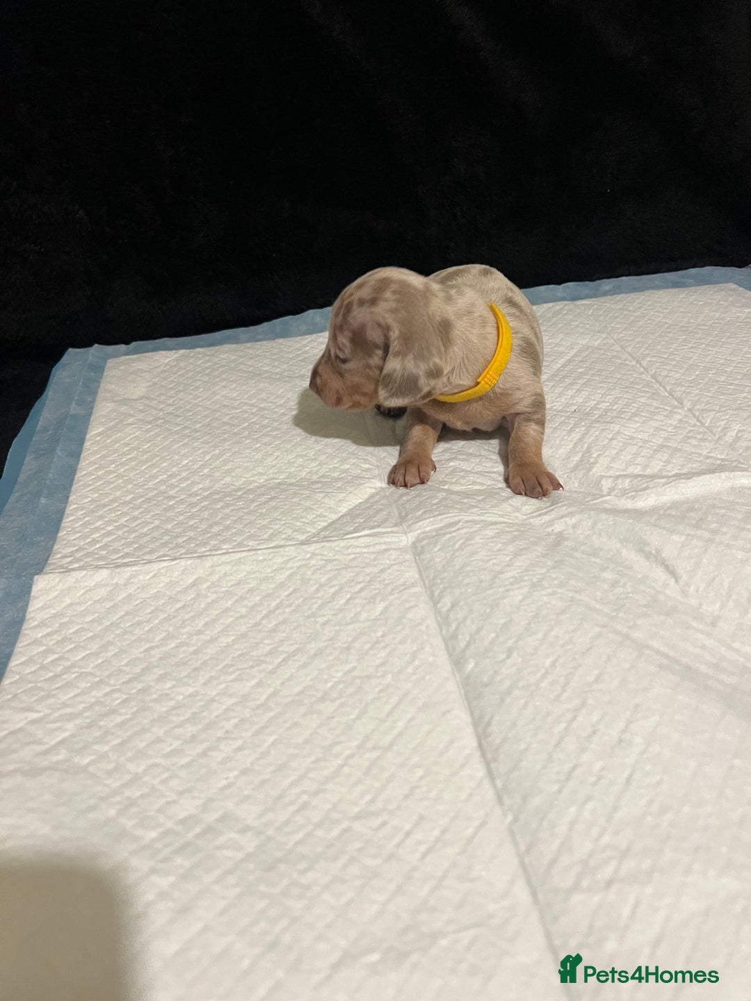 Dachshund dogs for sale:    🌈 Stunning Dachshund puppies 🌈  - Image 13