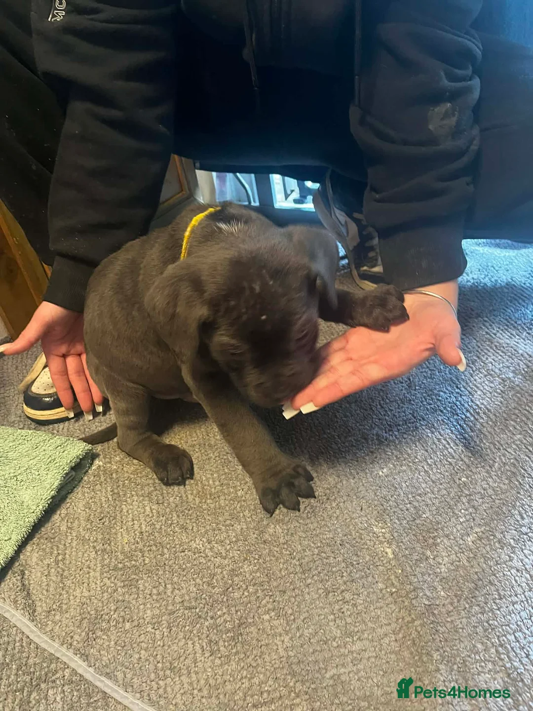 Cane Corso dogs for sale: Cane corso  - Advert 3