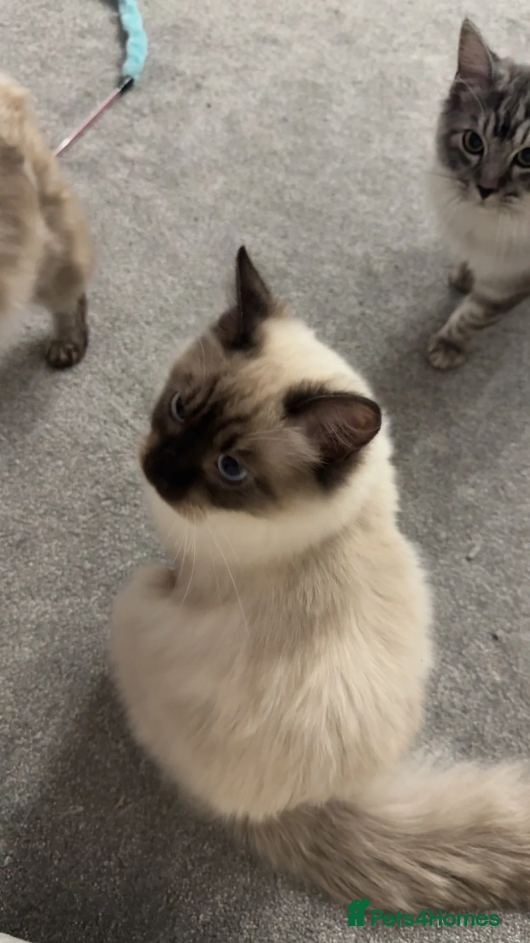 Ragdoll cats for sale: Male ragdoll for sale - Advert 2