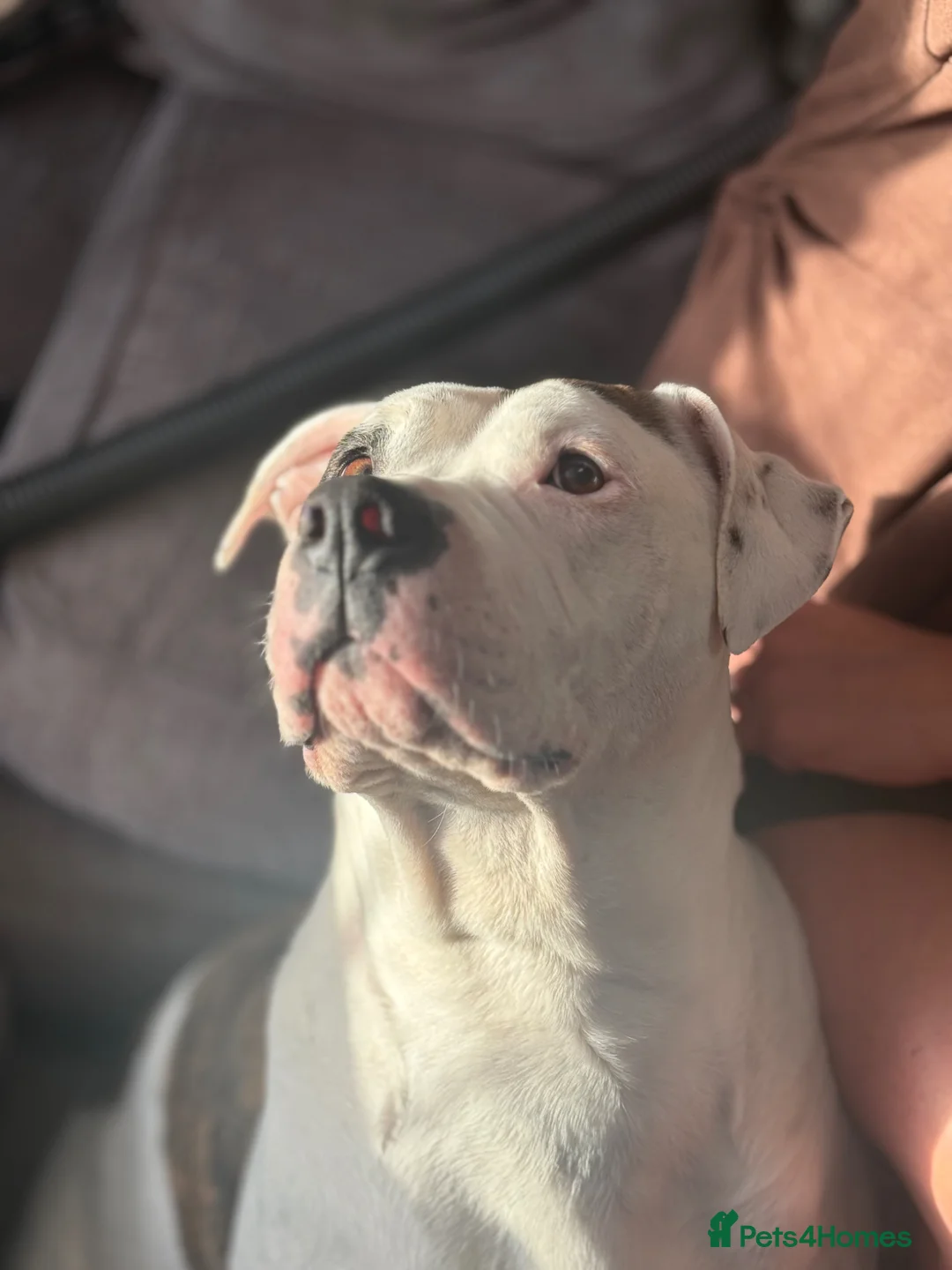 Mixed Breed dogs for sale: Adorable American Bulldog x Cane Corso puppies 🐾 - Advert 1