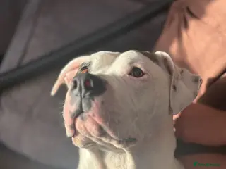 Mixed Breed dogs Adorable American Bulldog x Cane Corso puppies 🐾 - Advert 8